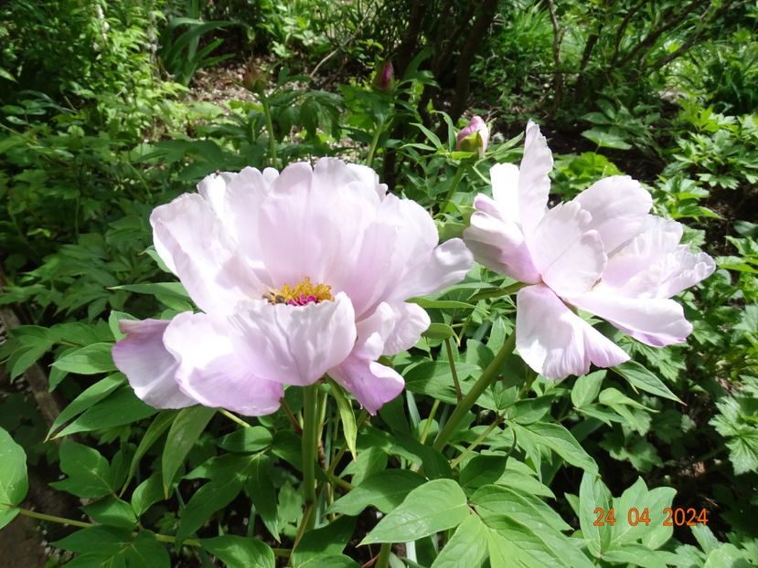 Feng Dan Bai - Bujori 2024