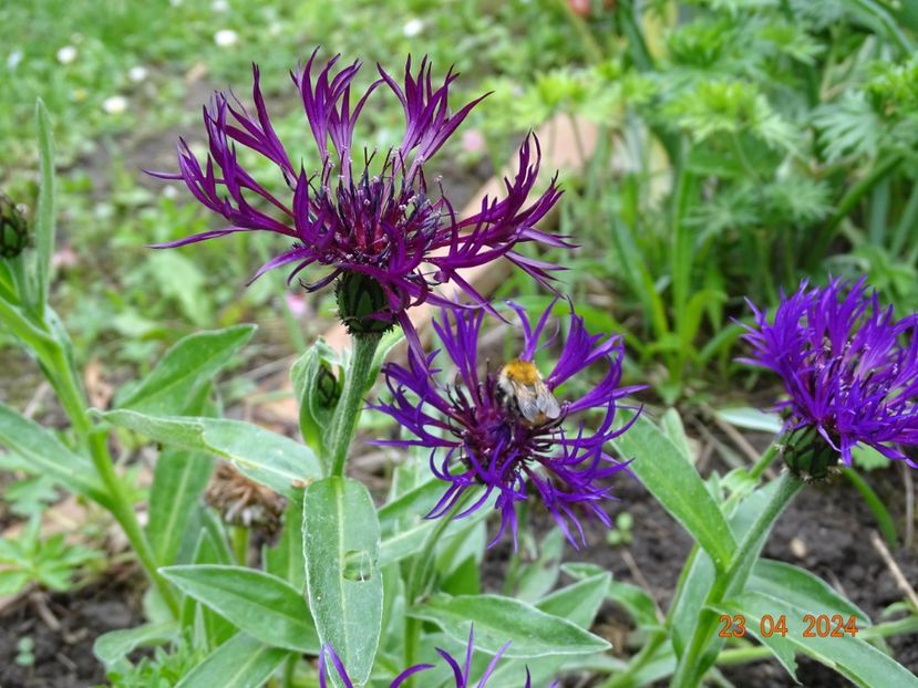 centaurea Amethyst Dream - Primavara 2024