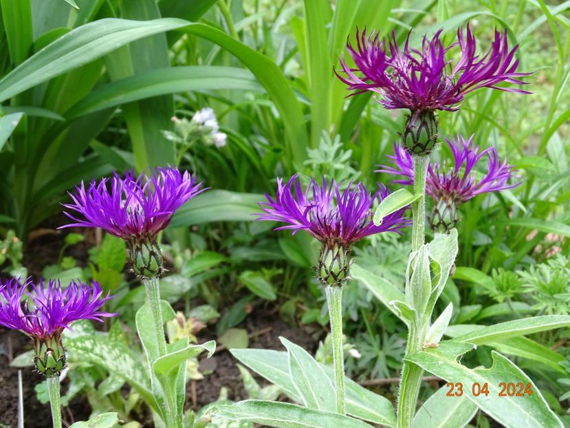 centaurea Amethyst Dream - Primavara 2024