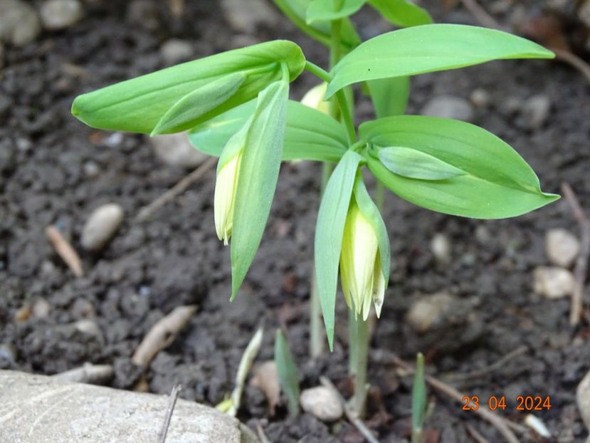 uvularia grandiflora - Primavara 2024