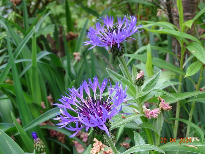 centaurea montana - Primavara 2024