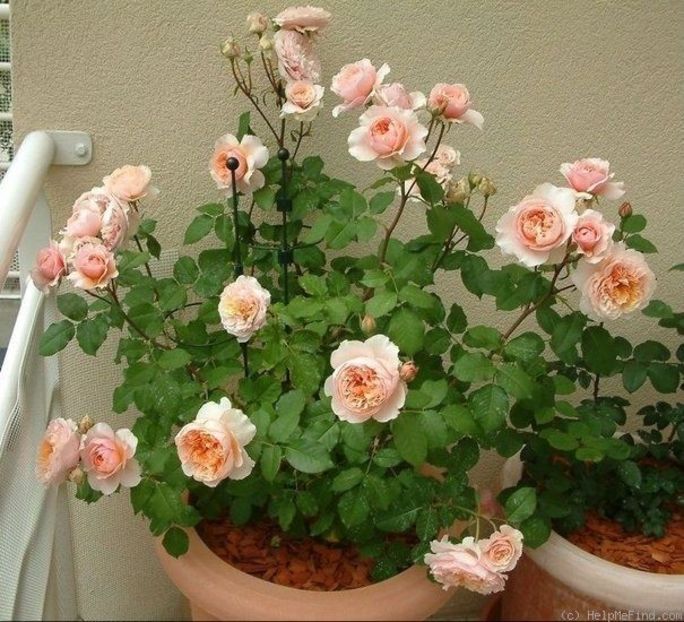 Versigny poză preluată de pe internet - 000 Vanzare trandafiri 2024