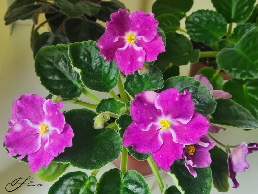  - LE-Karnavalnaya Noch