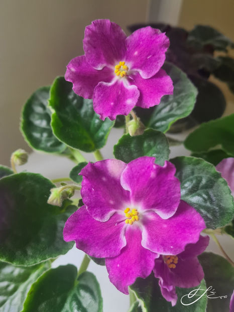  - LE-Karnavalnaya Noch