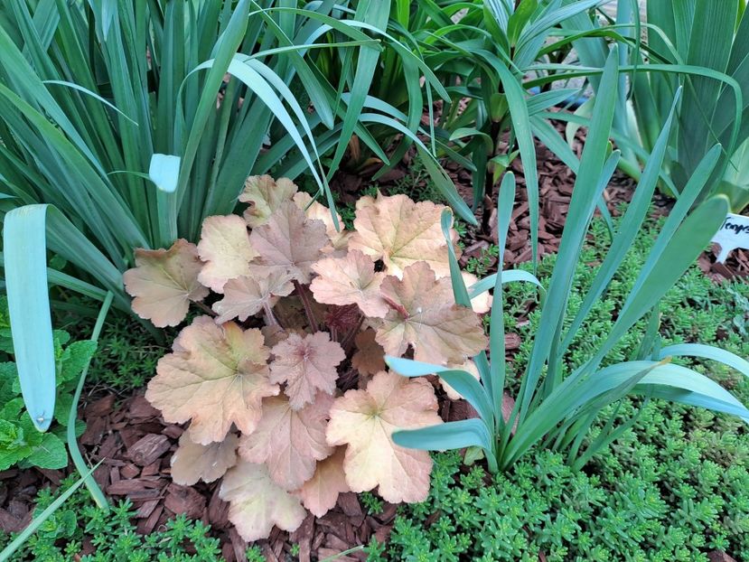  - Heuchera