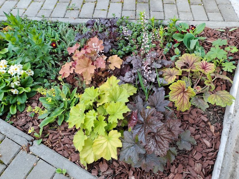  - Heuchera