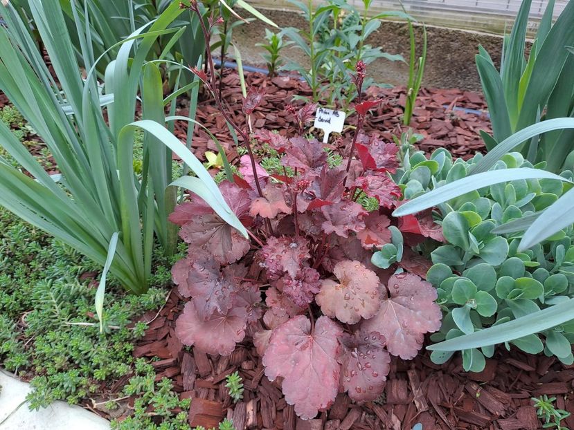  - Heuchera