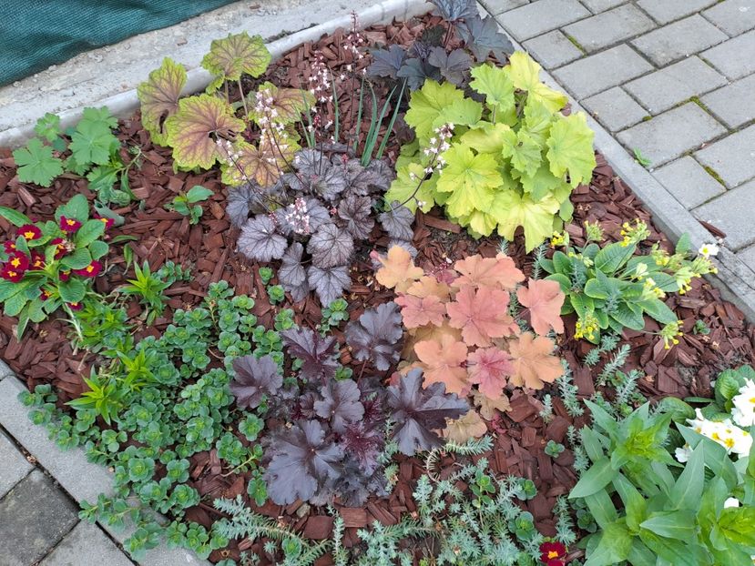  - Heuchera