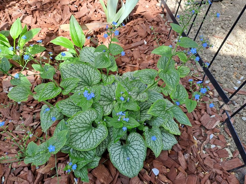  - Heuchera