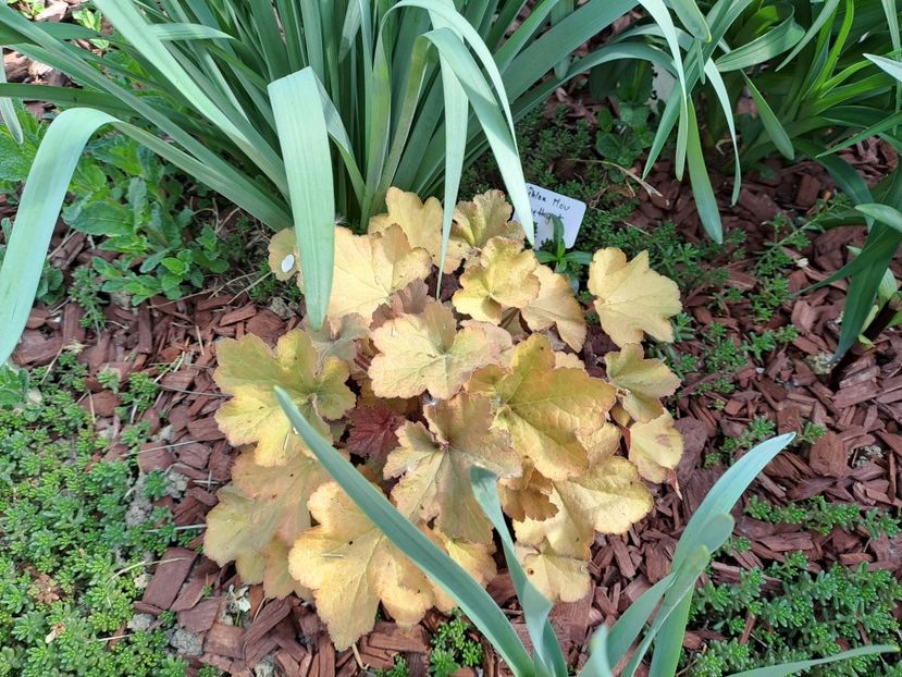  - Heuchera