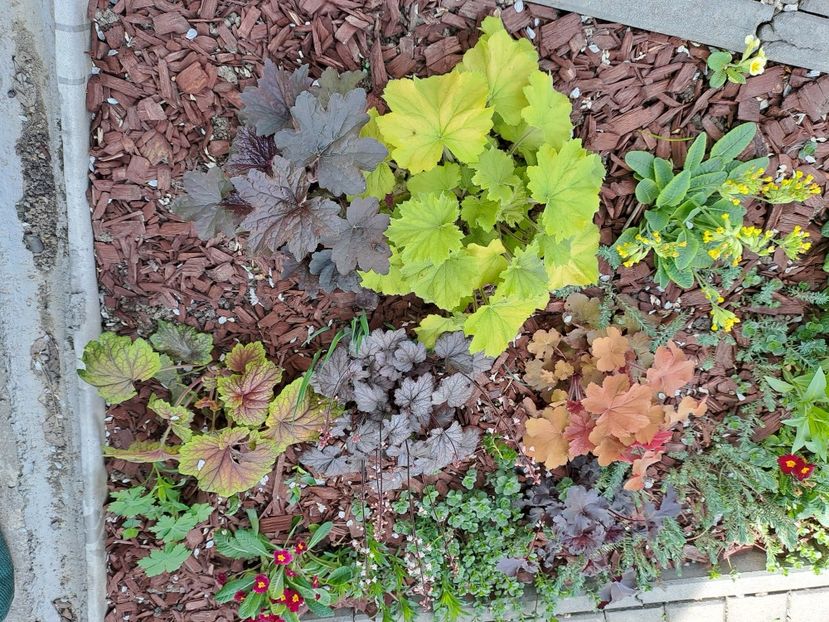  - Heuchera