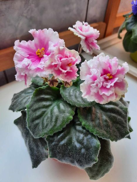 Aprilie 2024 - LE NATALI - sport