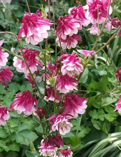 Screenshot_20240228-202458_Facebook - Caldaruse