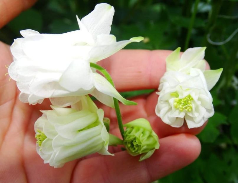 Screenshot_20240216-222854_Facebook - Caldaruse