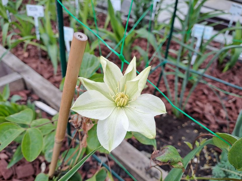  - Clematis