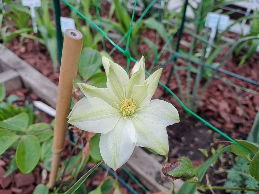  - Clematis