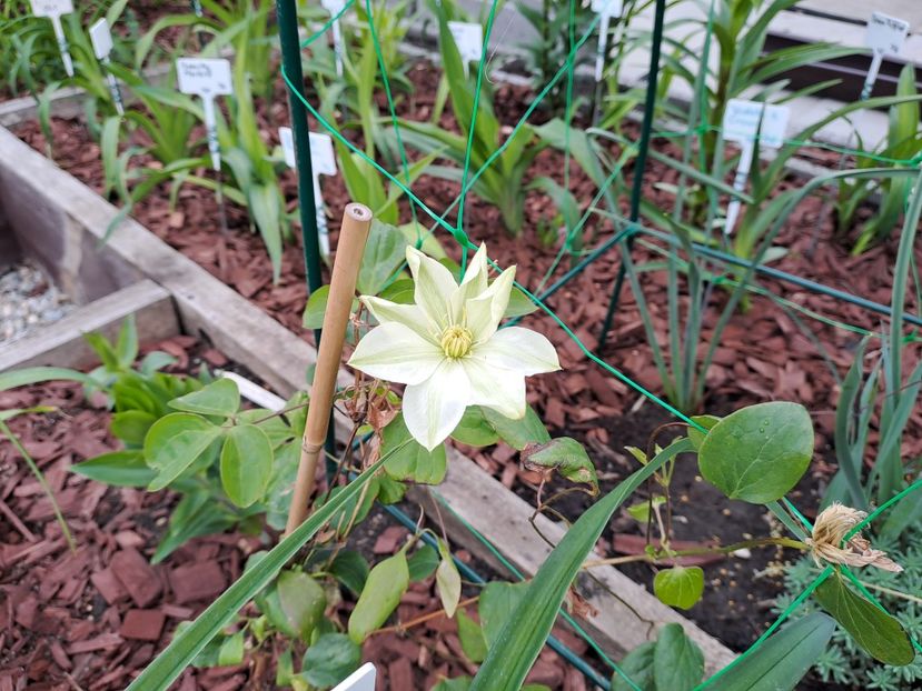  - Clematis