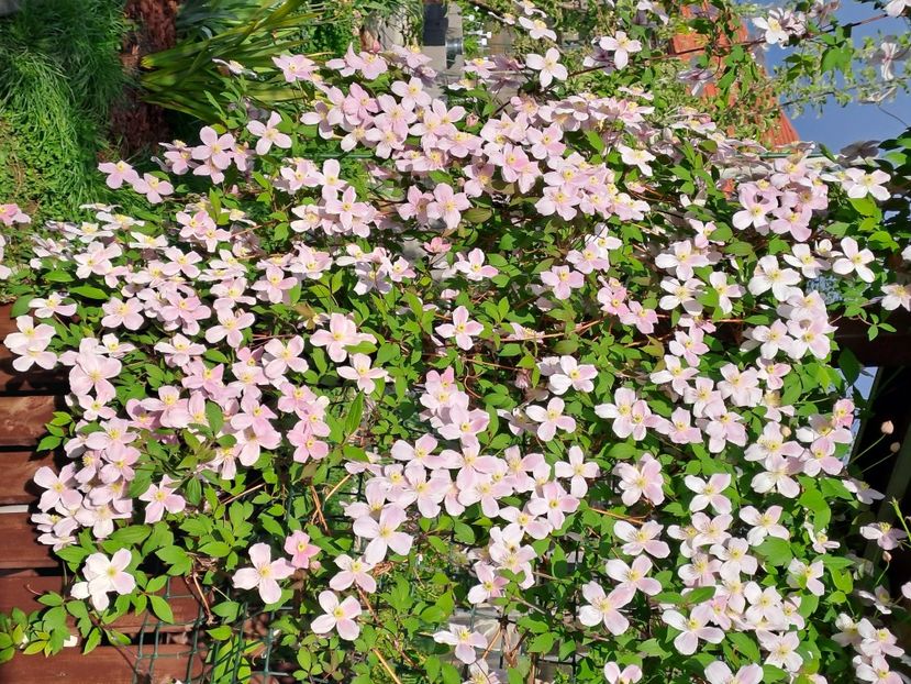  - Clematis