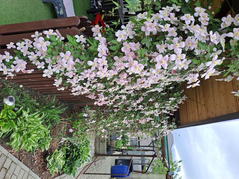  - Clematis