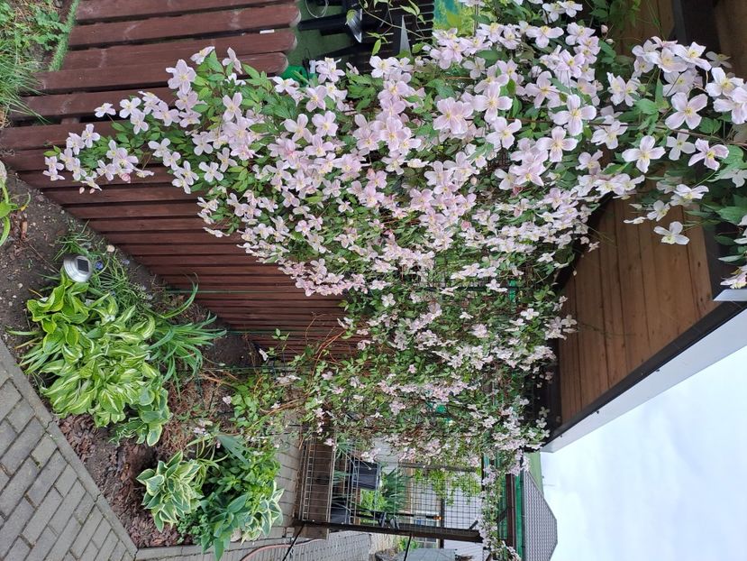  - Clematis