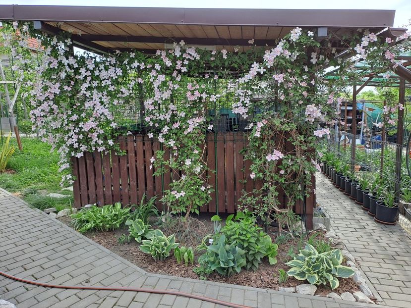  - Clematis