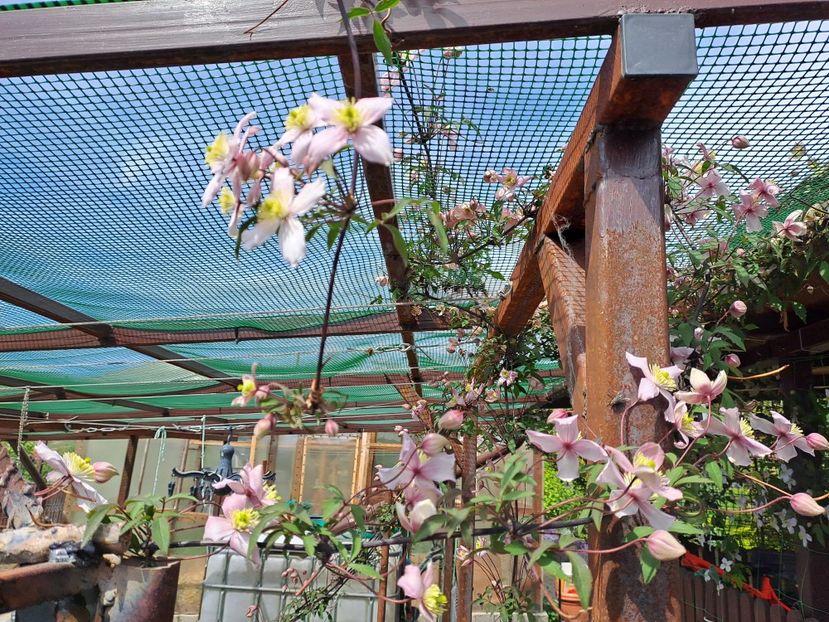  - Clematis