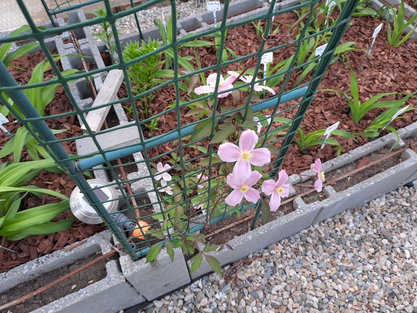  - Clematis