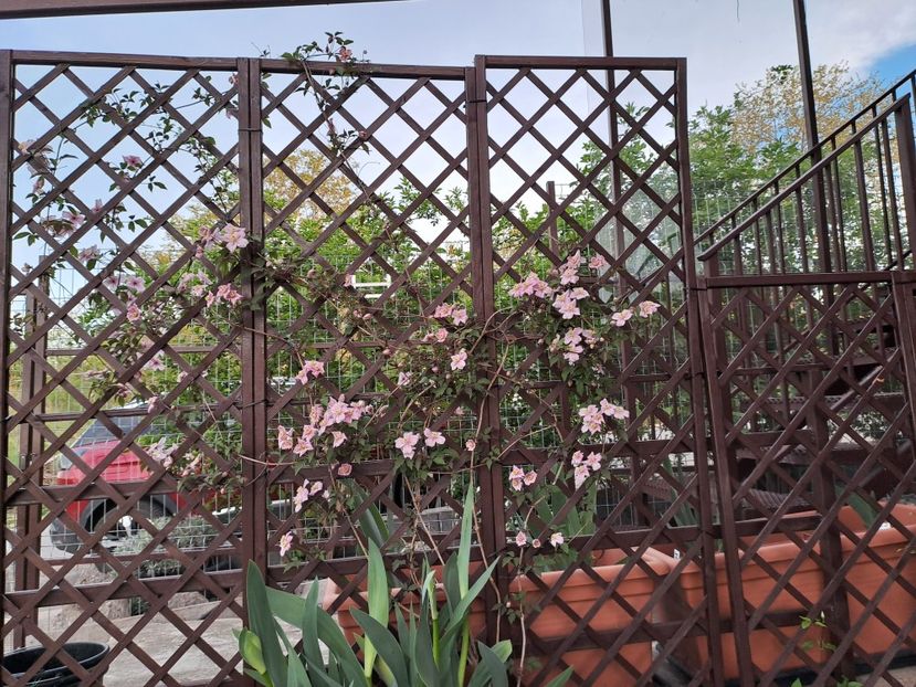  - Clematis