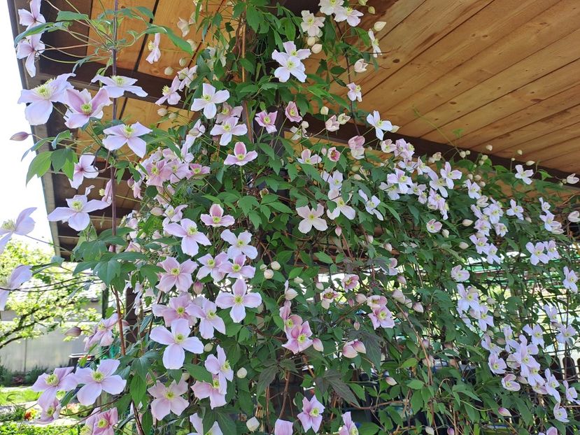 - Clematis