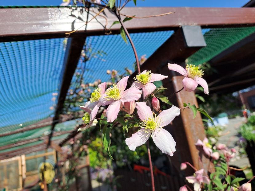  - Clematis