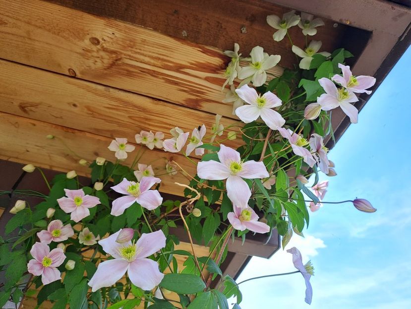  - Clematis