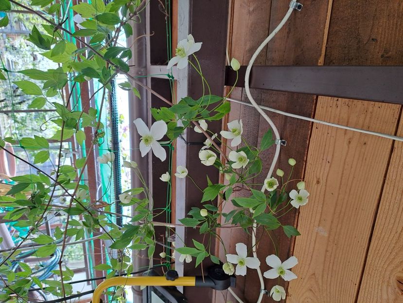  - Clematis