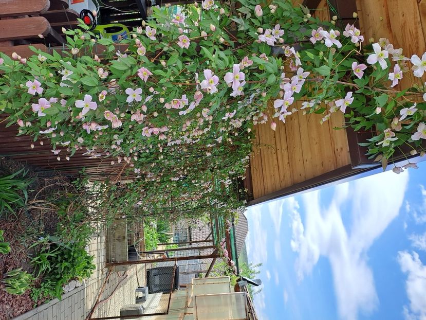  - Clematis