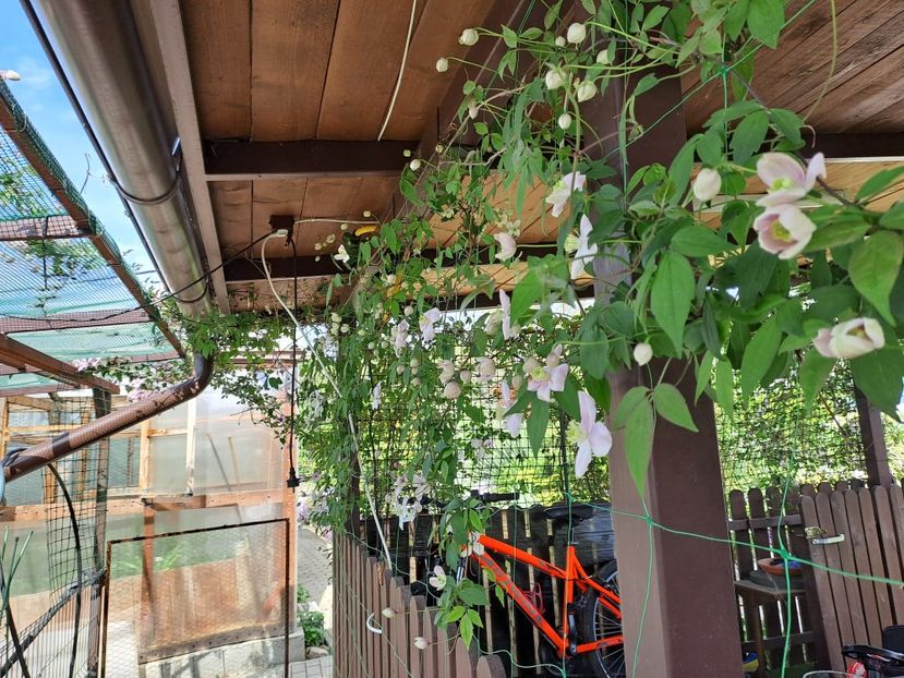  - Clematis