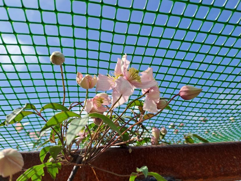 - Clematis
