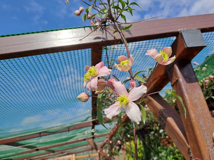 - Clematis