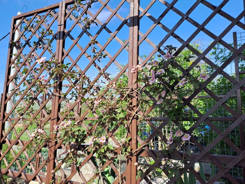  - Clematis