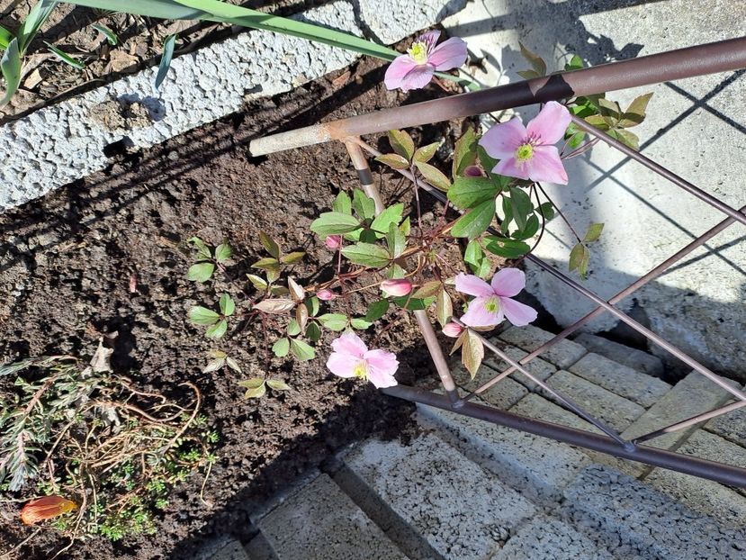  - Clematis