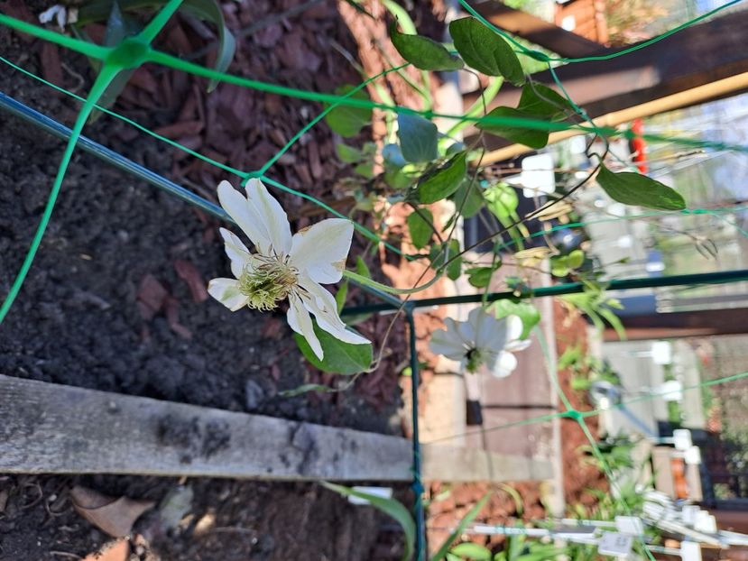  - Clematis