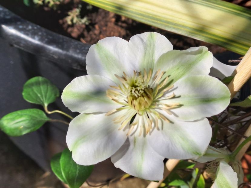  - Clematis
