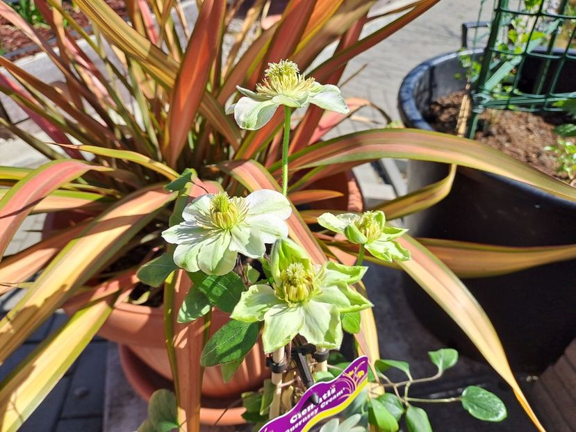  - Clematis