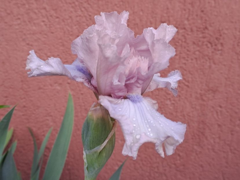  - Irisi
