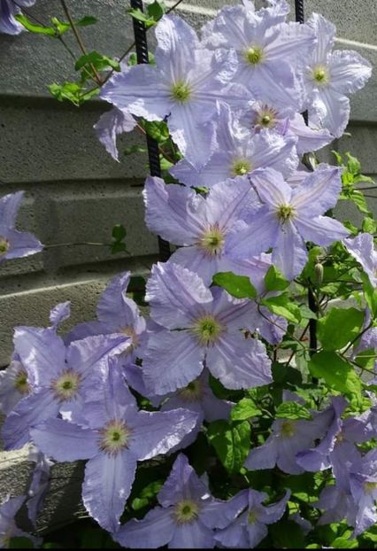 Blue Angel - Clematis