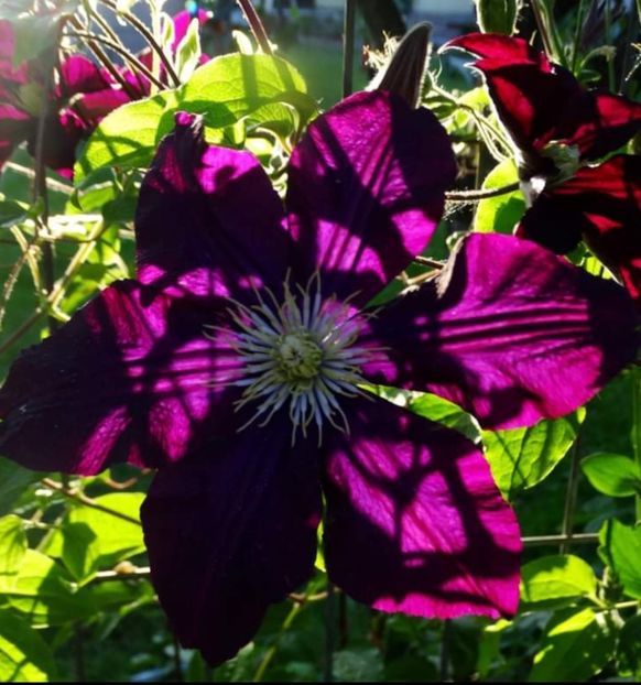 Rouge Cardinal - Clematis
