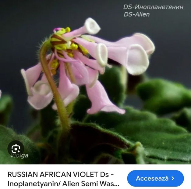 Screenshot_20240425_193455_Google - Aaa Dorinte