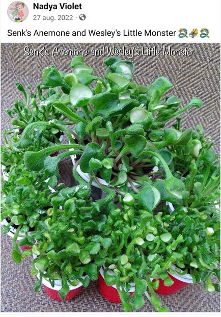 Screenshot_20240425_202107_Facebook - Aaa Dorinte