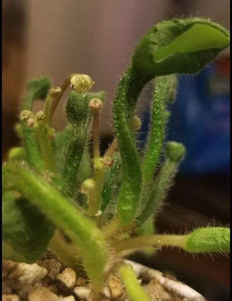 Screenshot_20240425_202155_Facebook - Aaa Dorinte