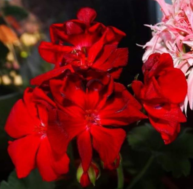 Screenshot_20240419-234222_Facebook - Muscate