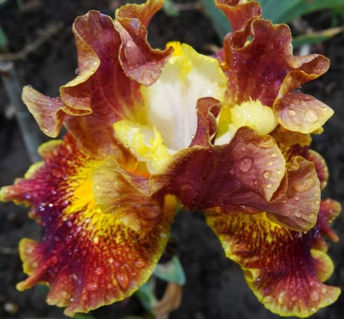  - IRISI GERMANICA