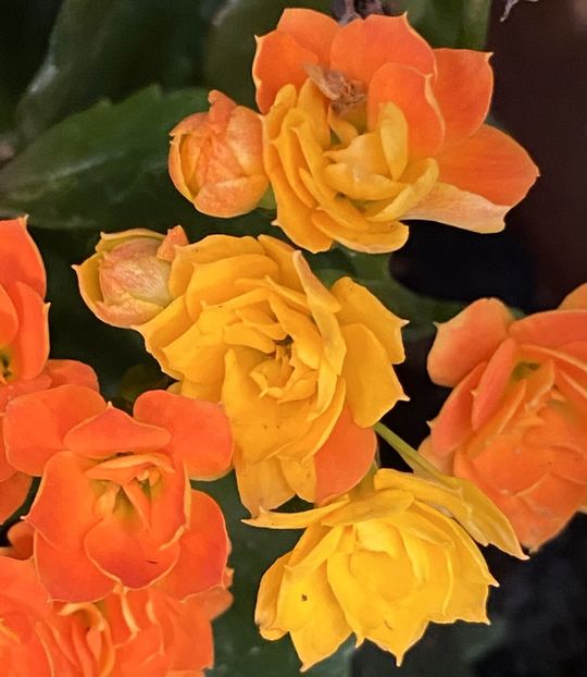 Kalanchoe Orange (2021, August 27) - Kalanchoe Orange